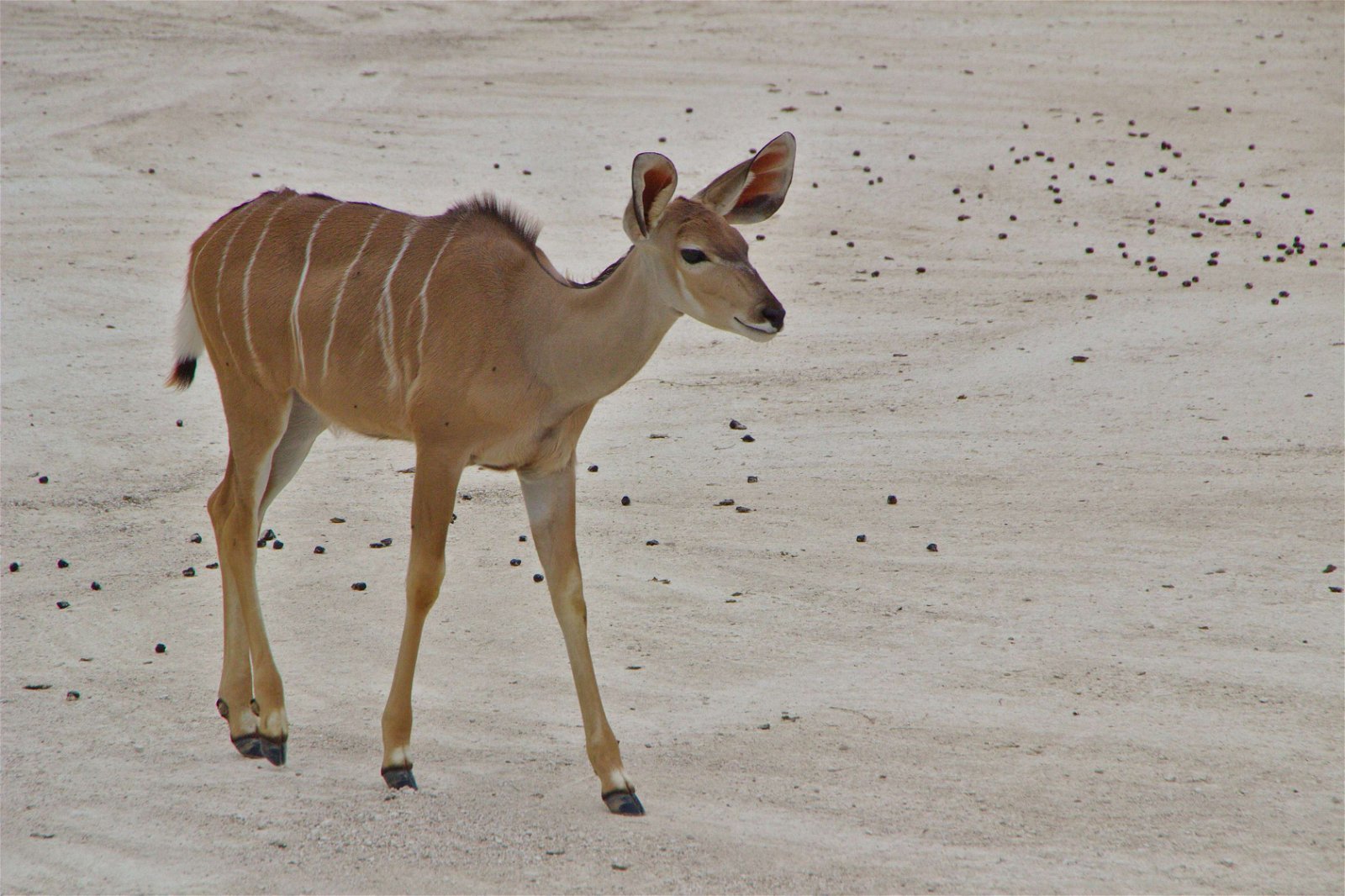 Parc zoologique de Paris