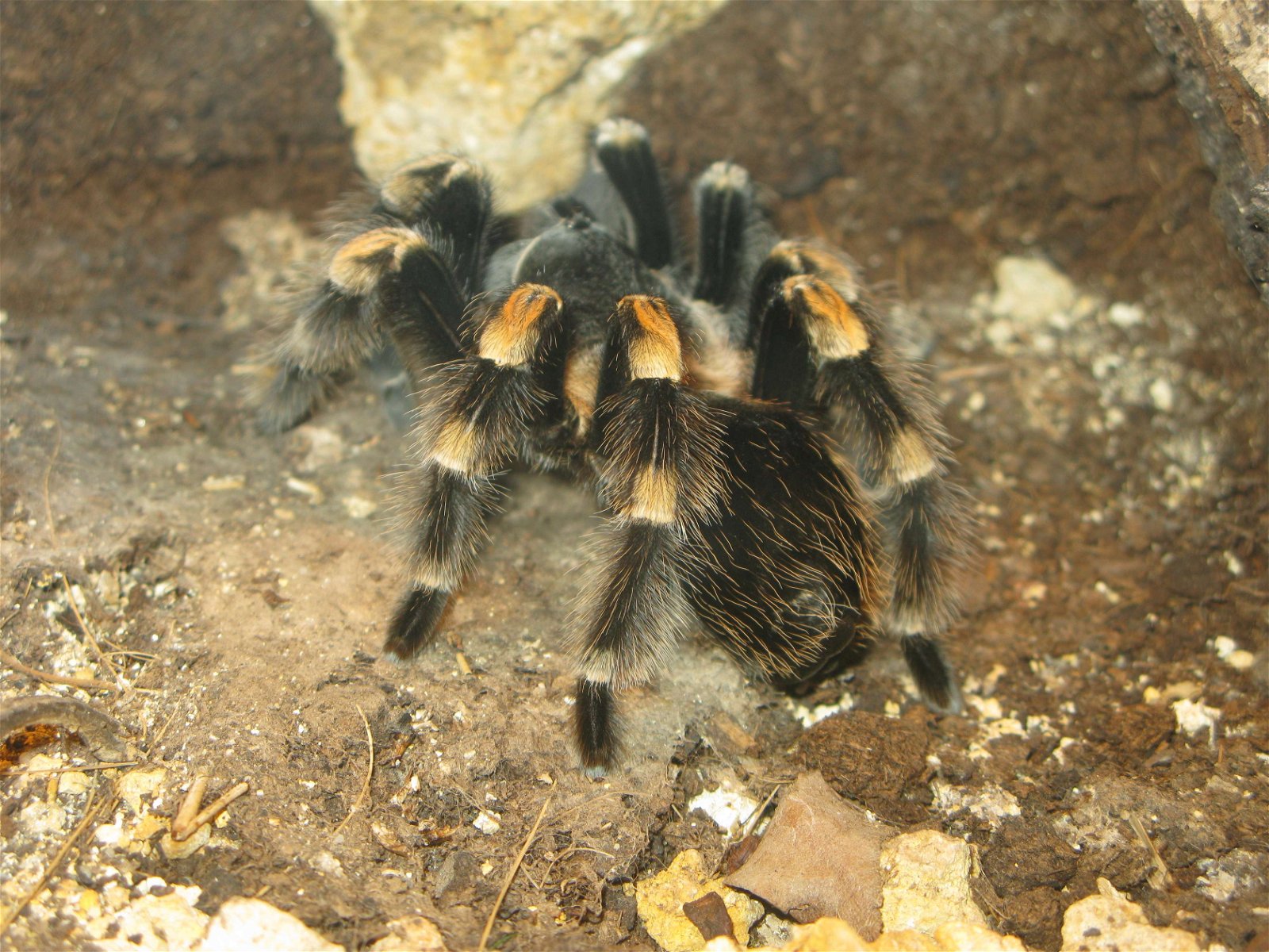 Ménagerie du Jardin des Plantes