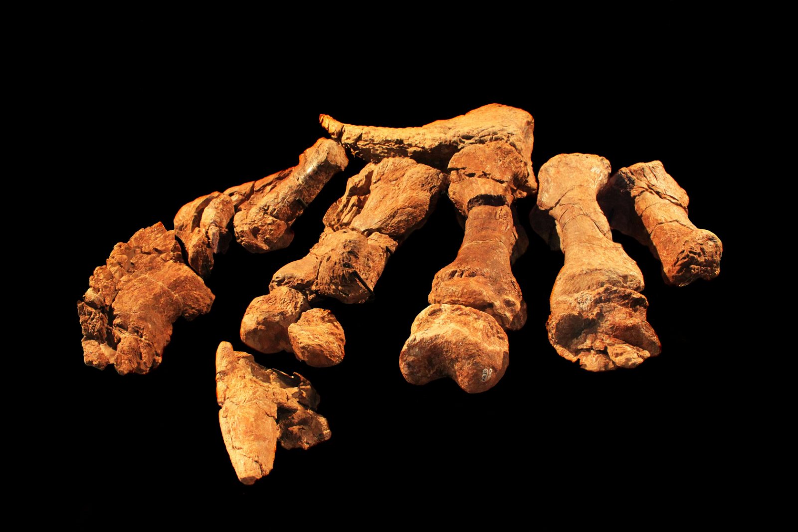 Museum of Natural Science