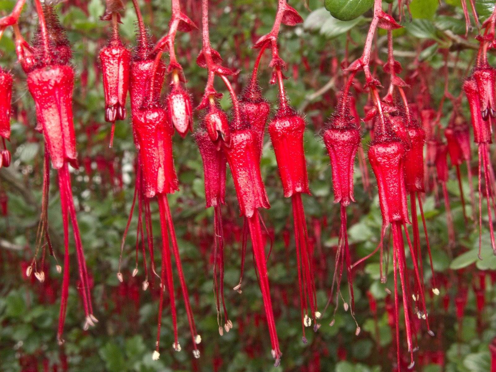 Birmingham Botanical Gardens and Glasshouses