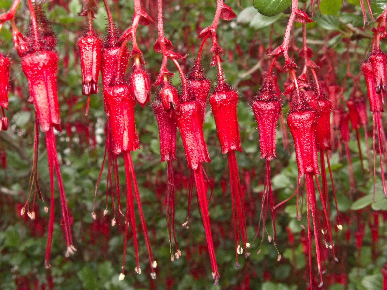 Jardín botánico de Birmingham