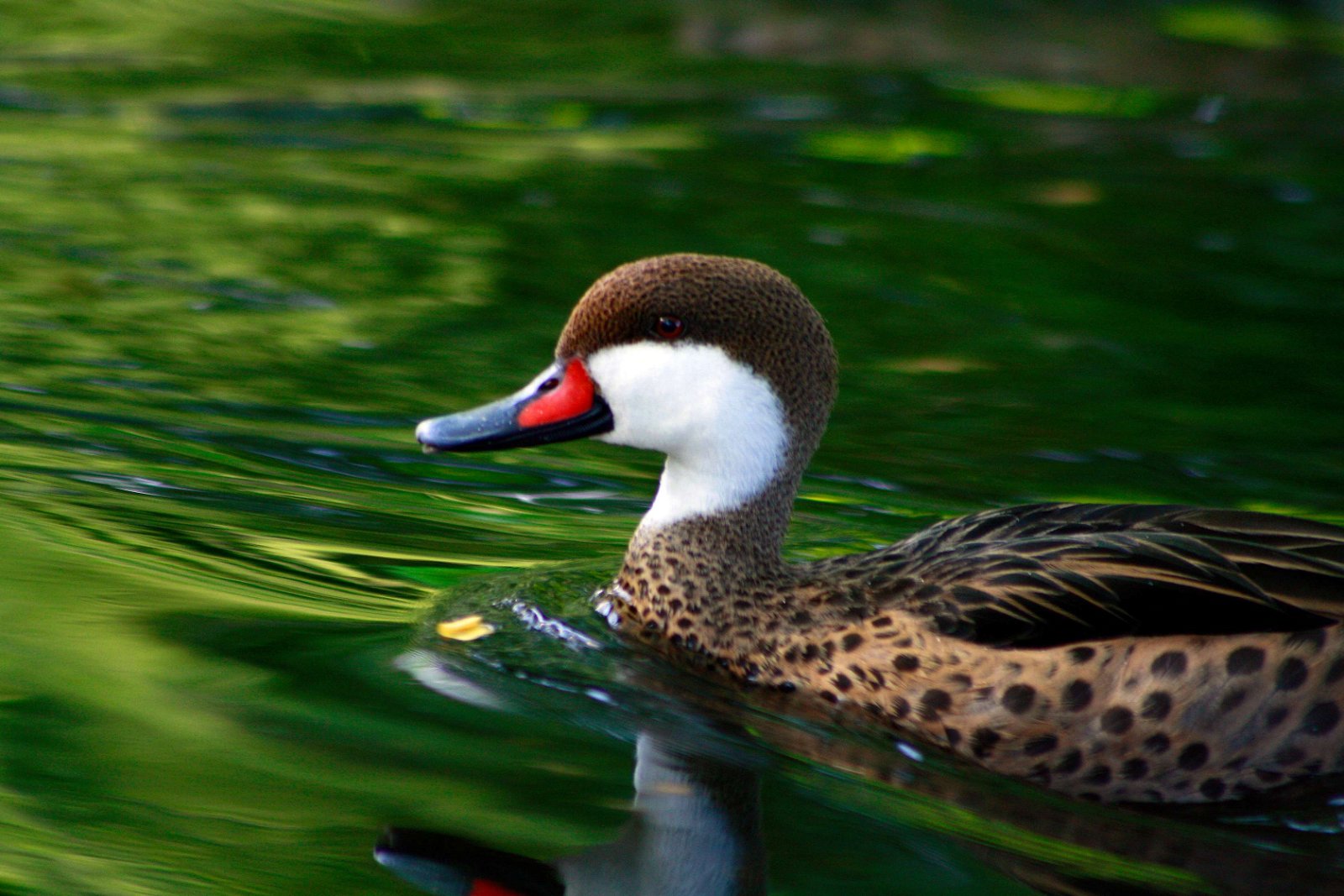 Berlin Zoological Garden