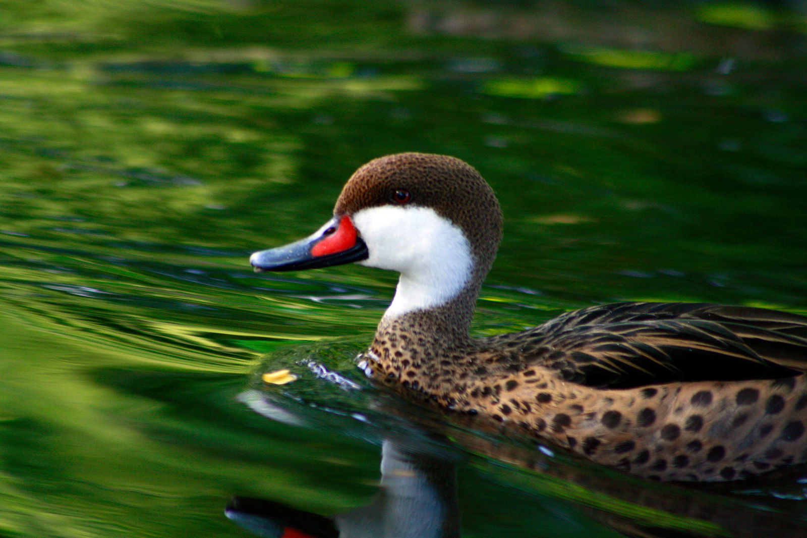 Zoologischer Garten Berlin
