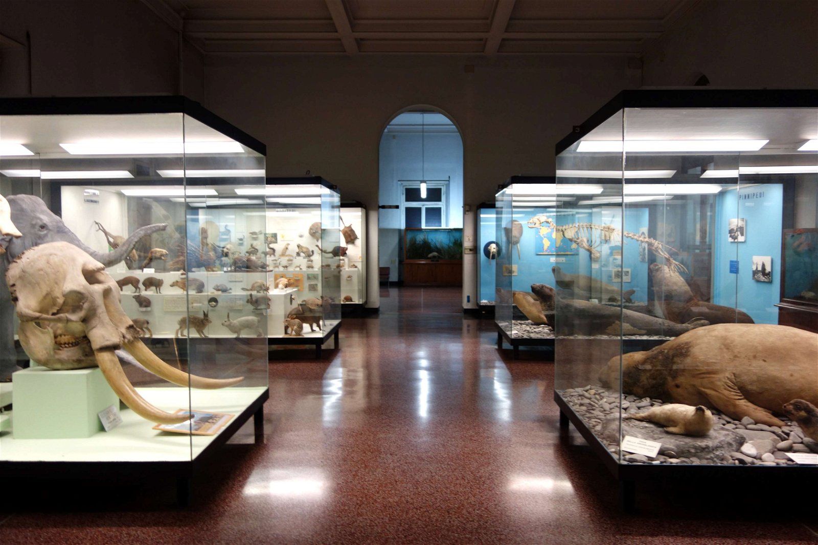 Museo Civico di Storia Naturale Giacomo Doria