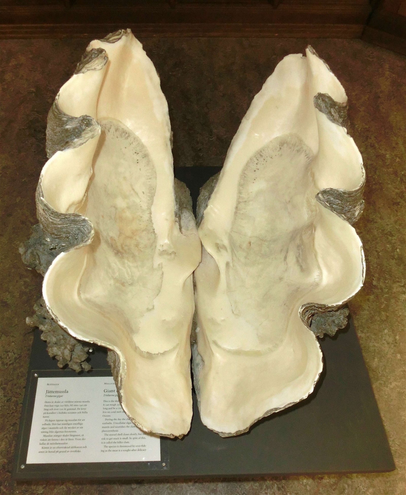 Göteborg Natural History Museum