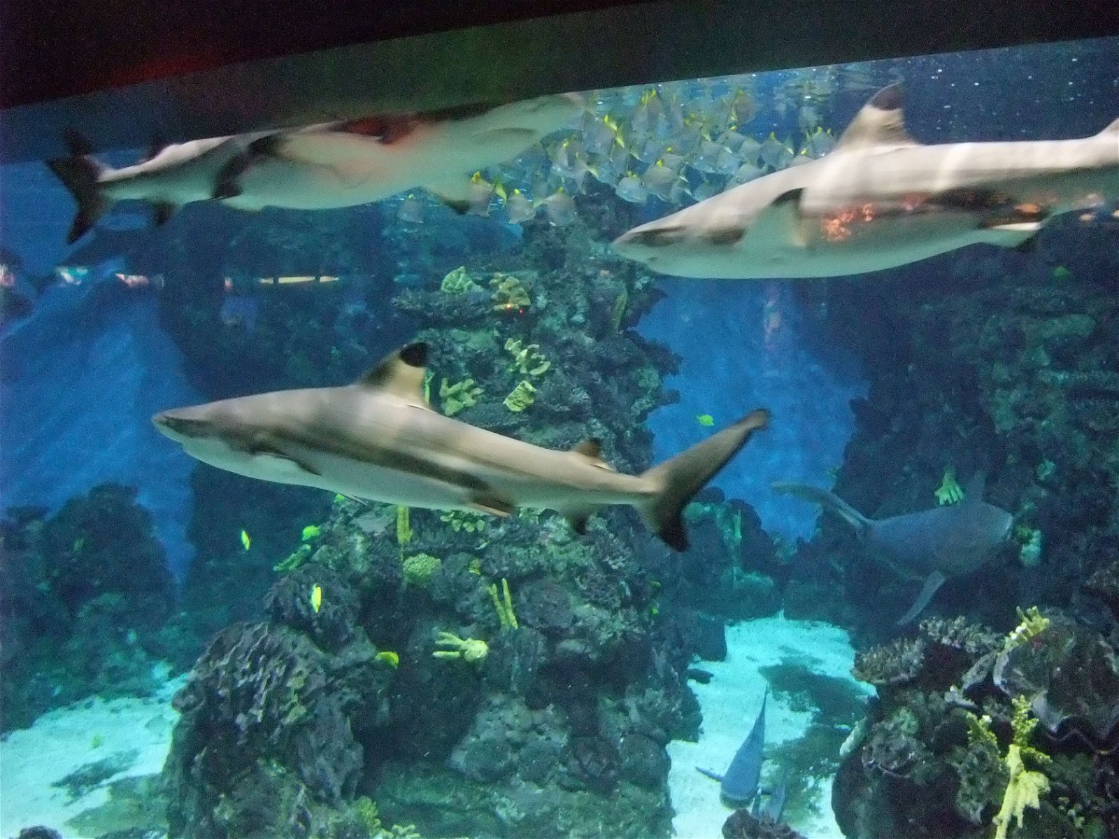 L’Aquàrium de Barcelona
