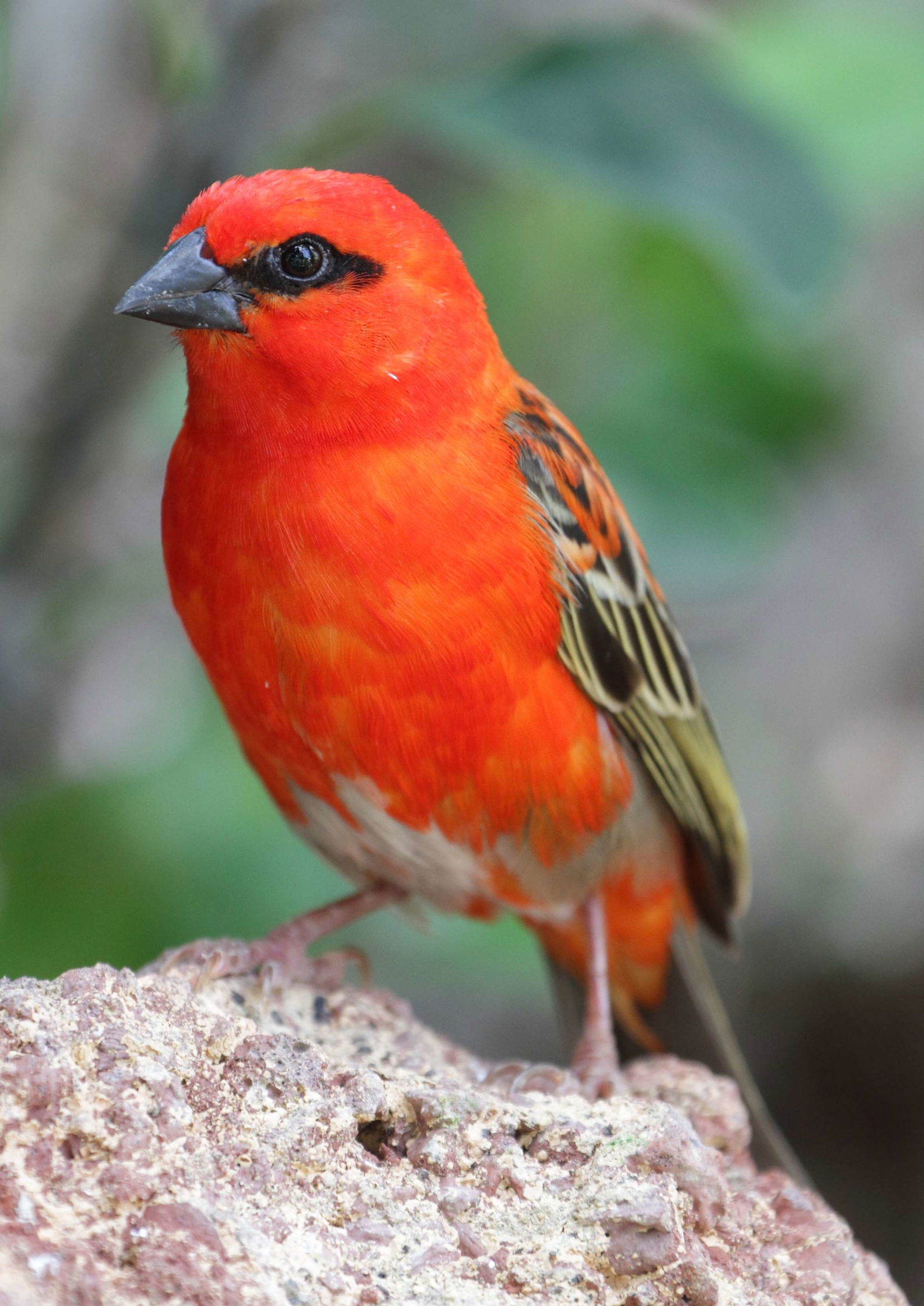 Schönbrunn Desert House