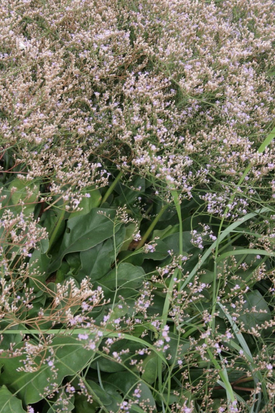 Aarhus Botanical Gardens