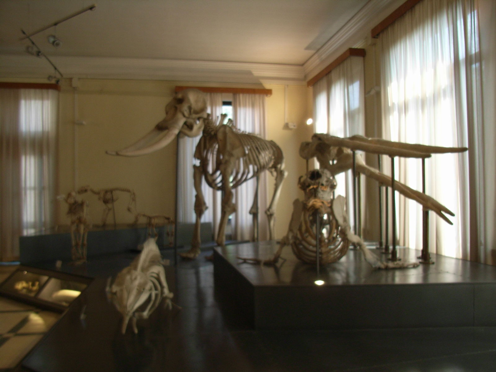 Museo Civico di Zoologia