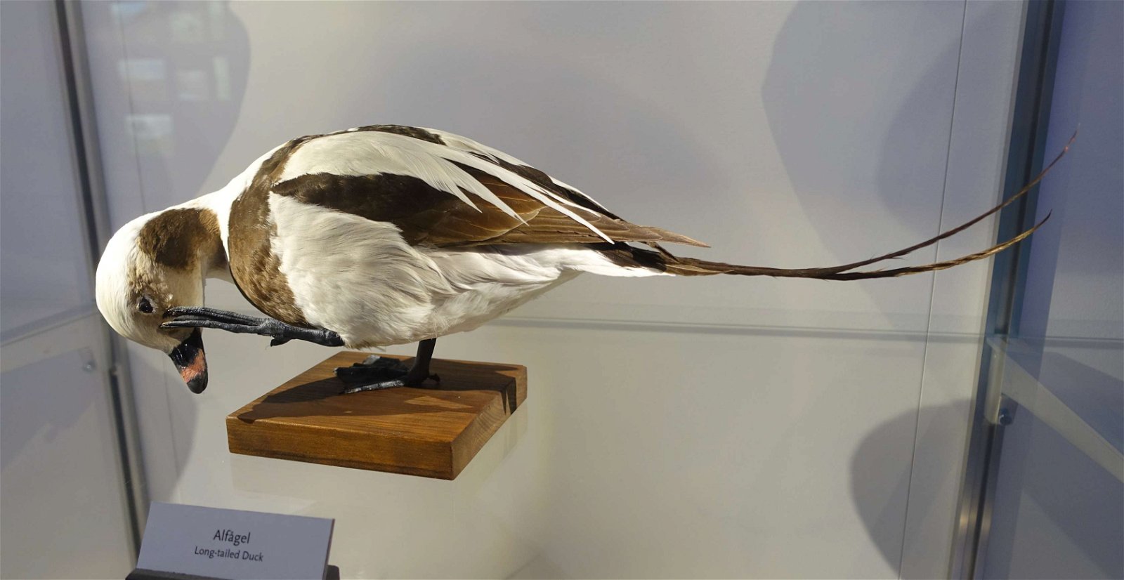 Swedish Museum of Natural History