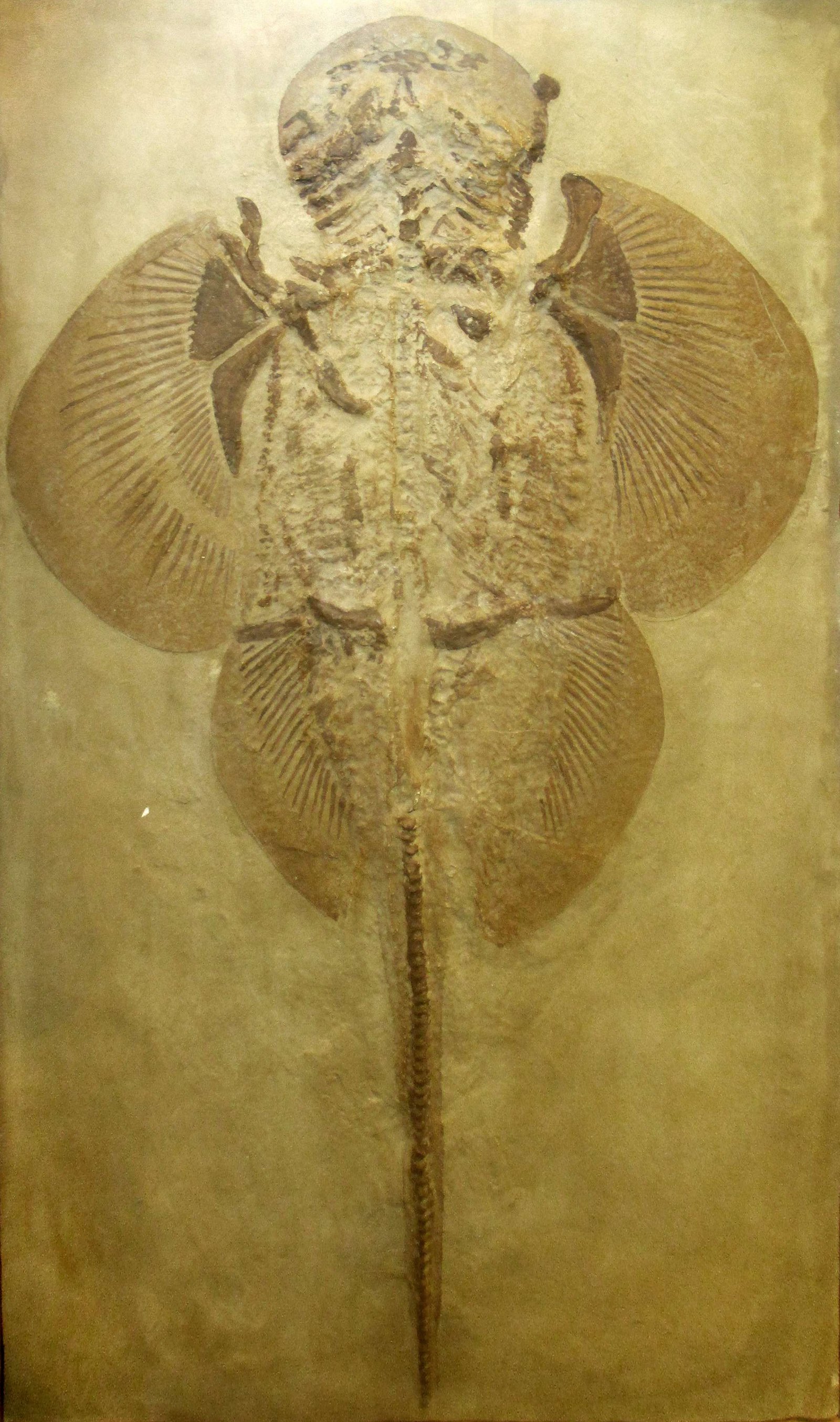 Göteborg Natural History Museum