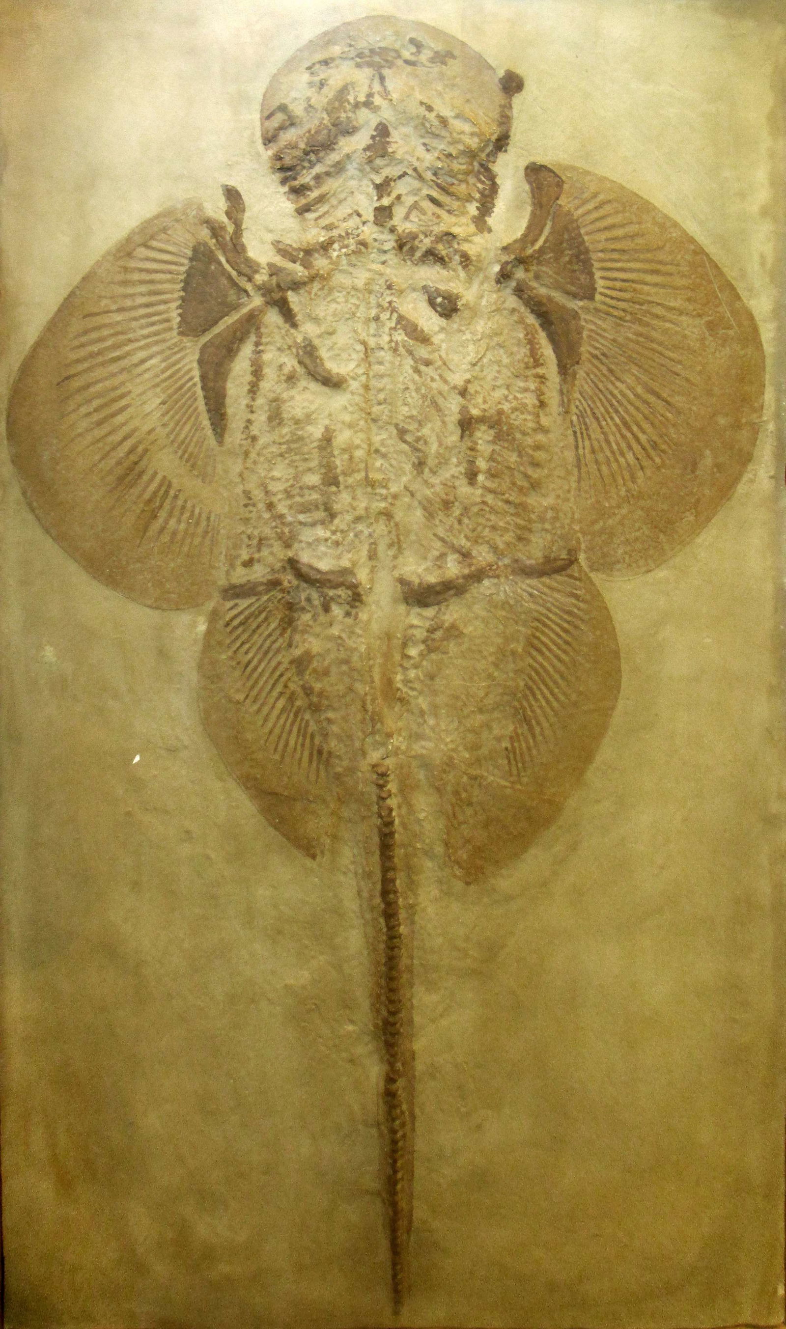 Göteborg Natural History Museum