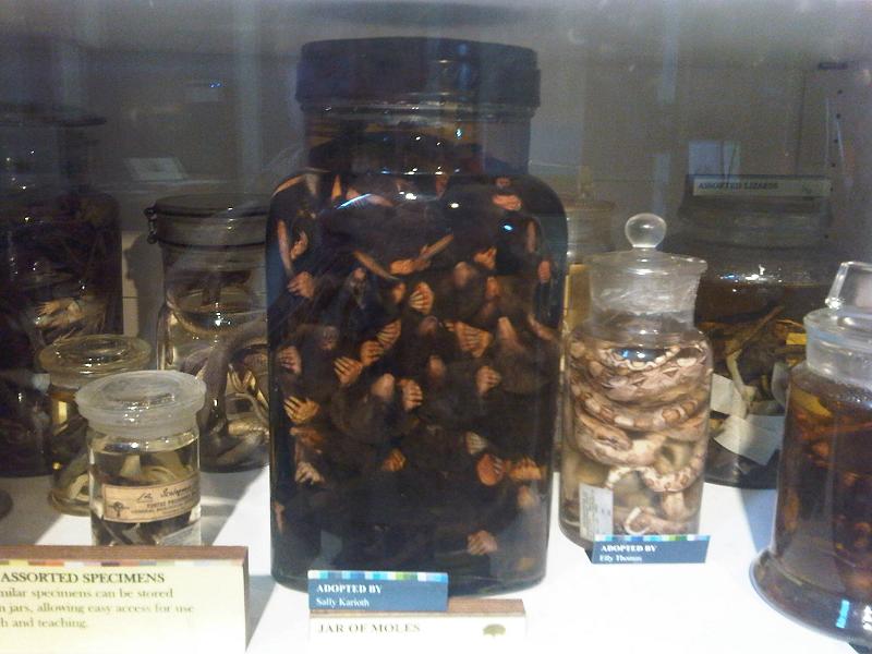 Grant Museum of Zoology
