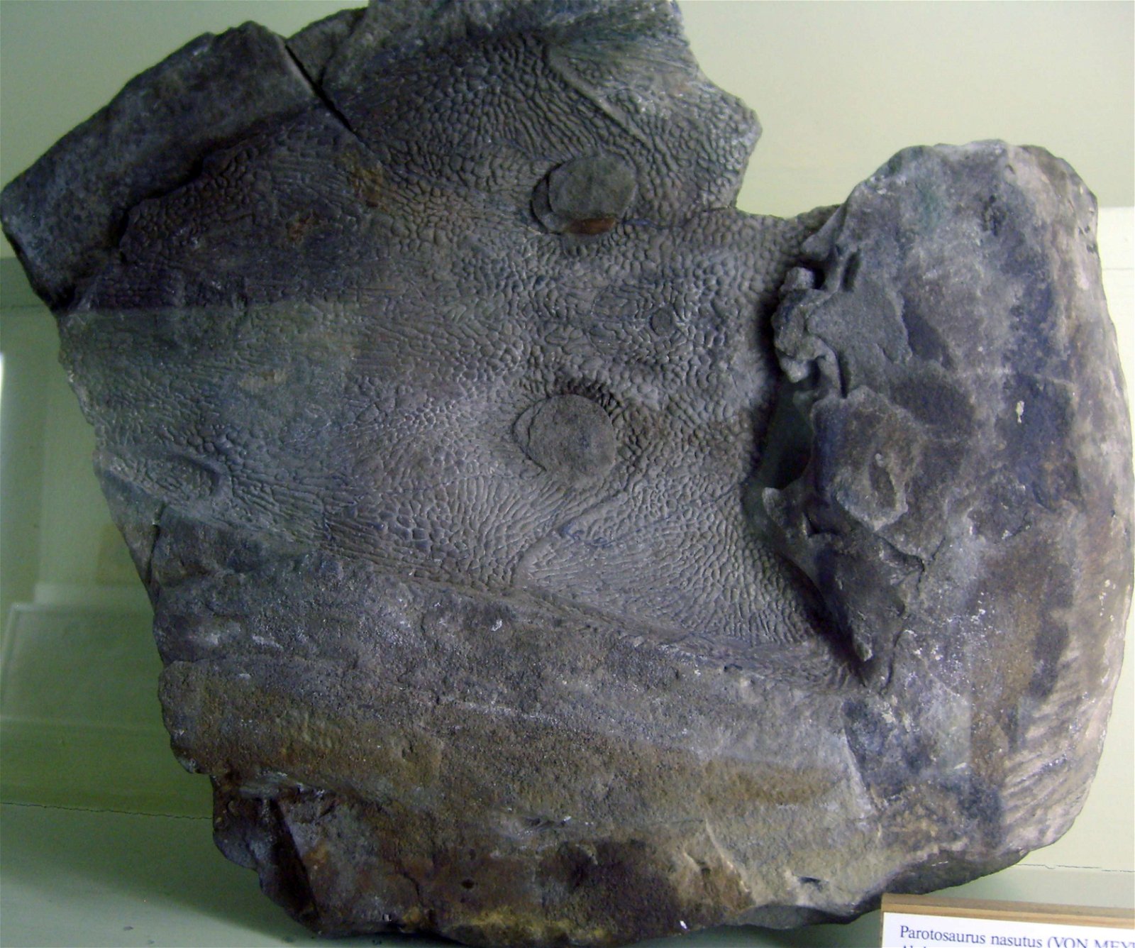 Natural History Museum Berlin