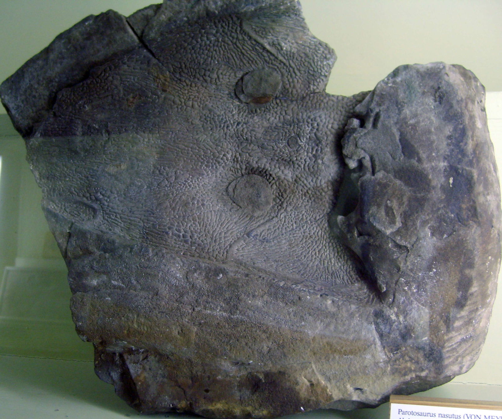 Natural History Museum Berlin