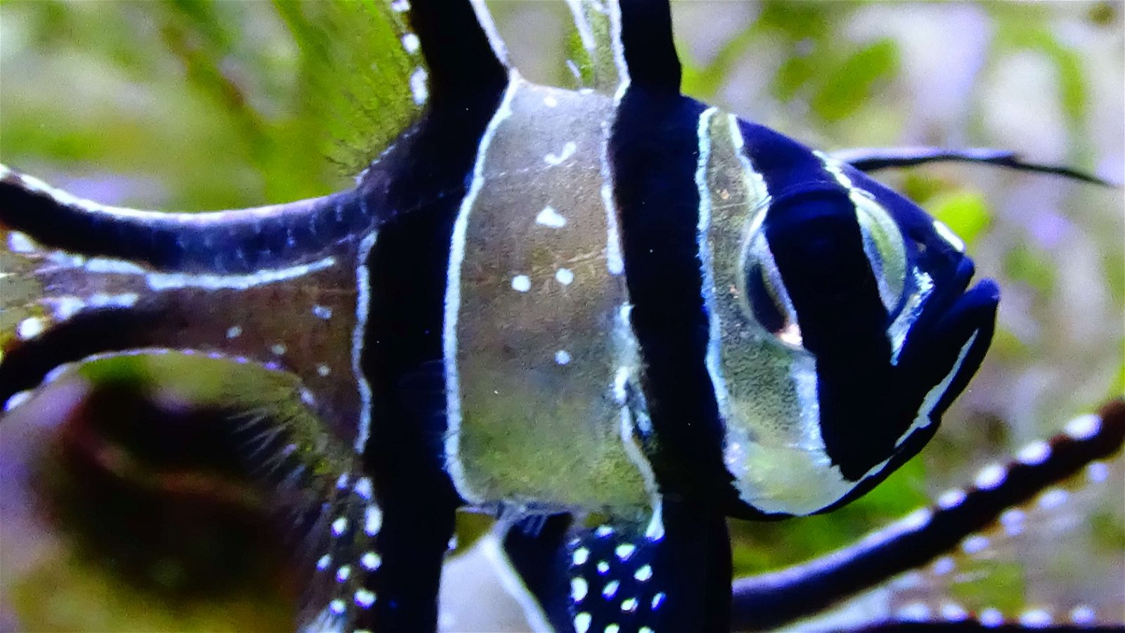 Aquarium de la Porte Dorée