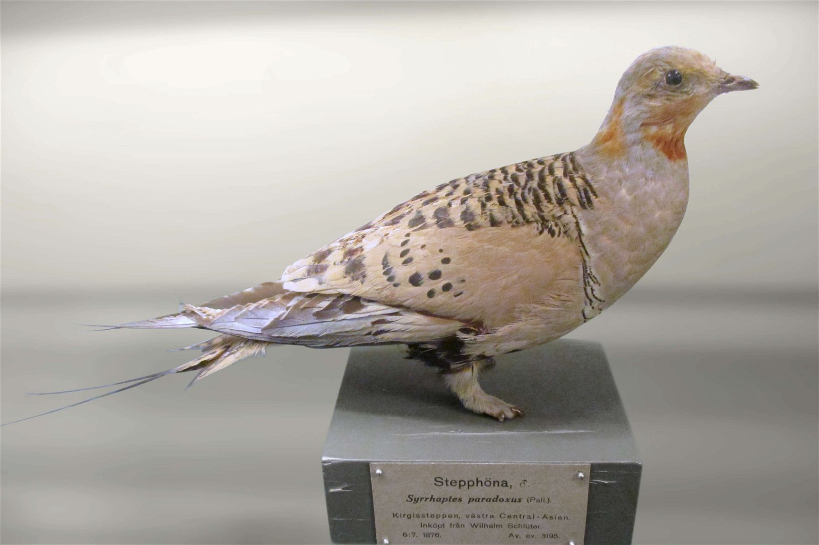 Göteborg Natural History Museum