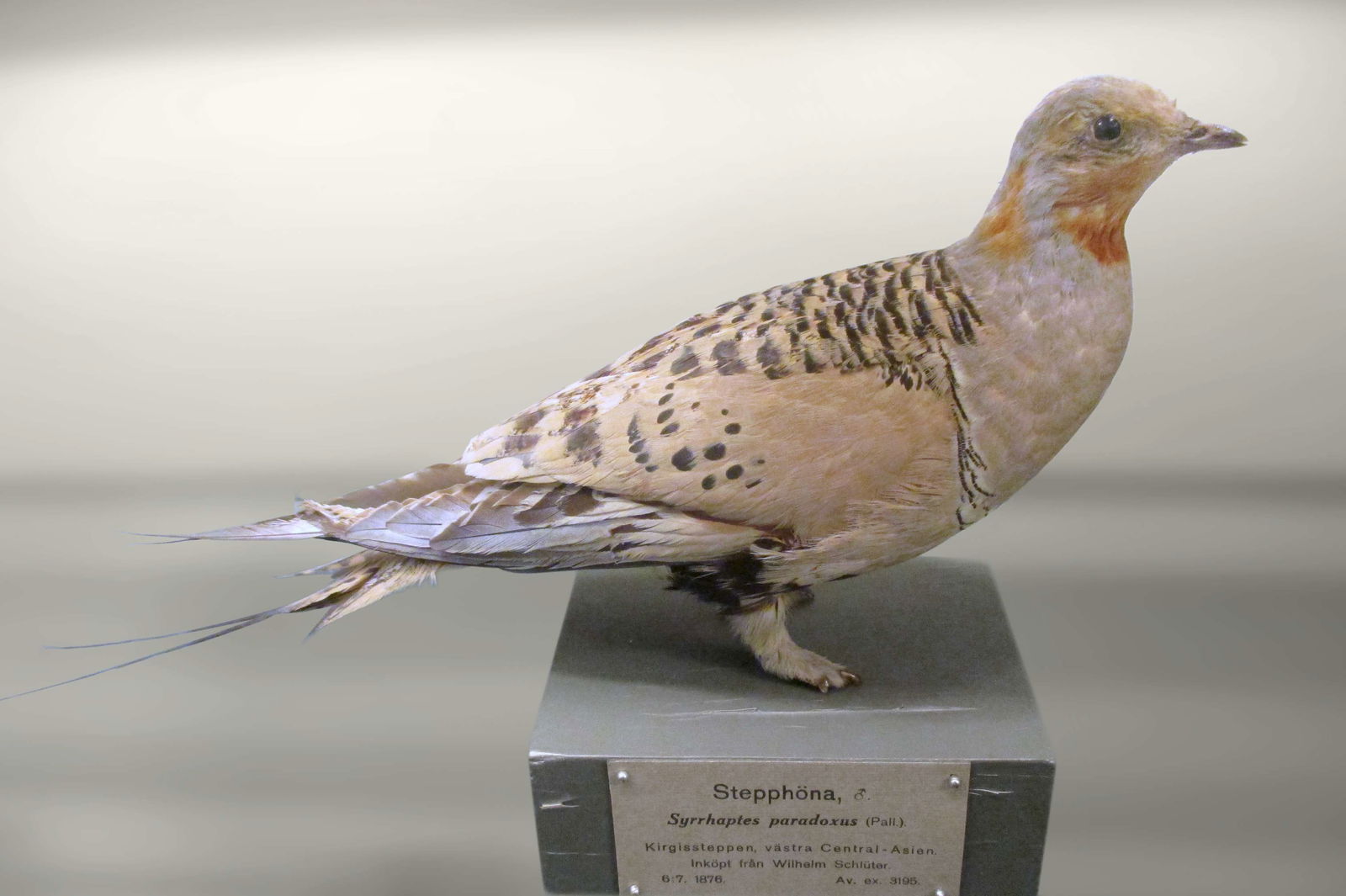 Göteborg Natural History Museum