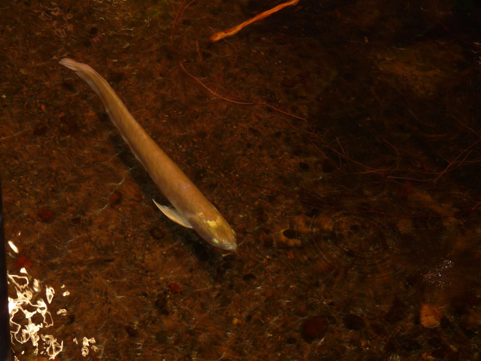 Aquaria Water Museum