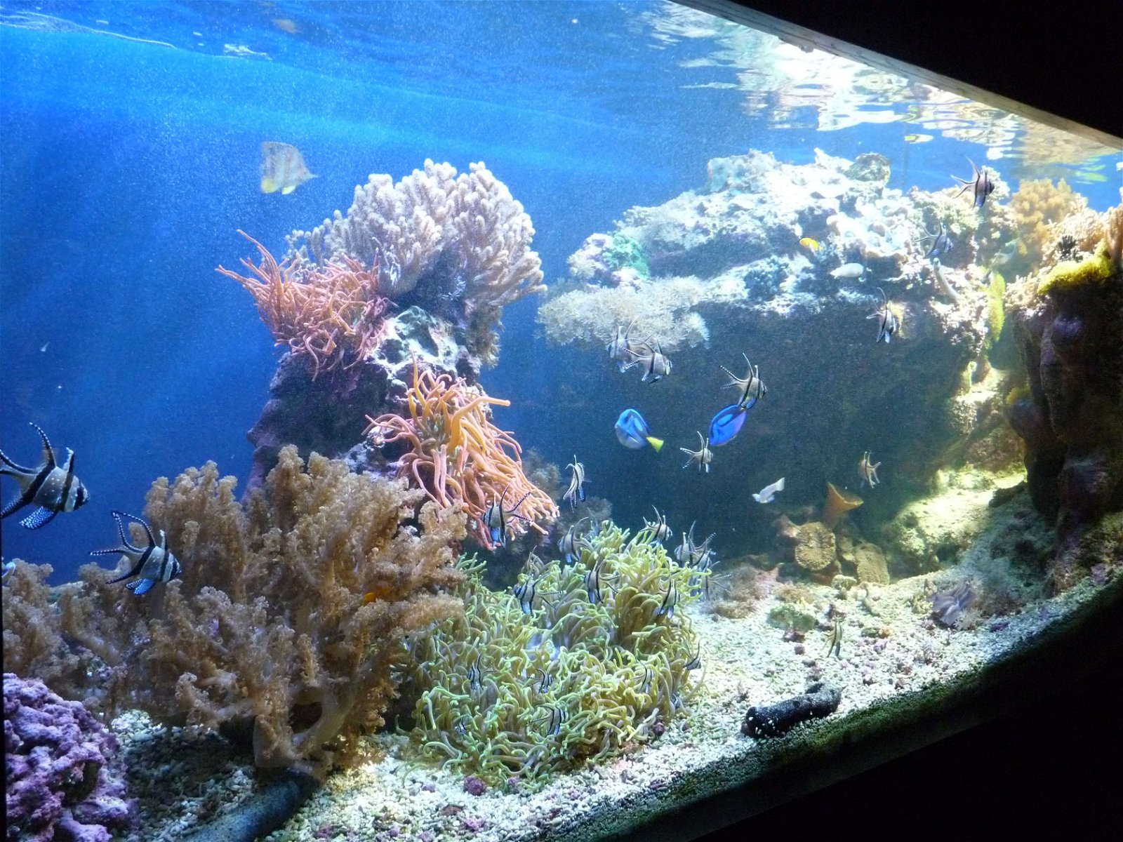 Aquaria Water Museum