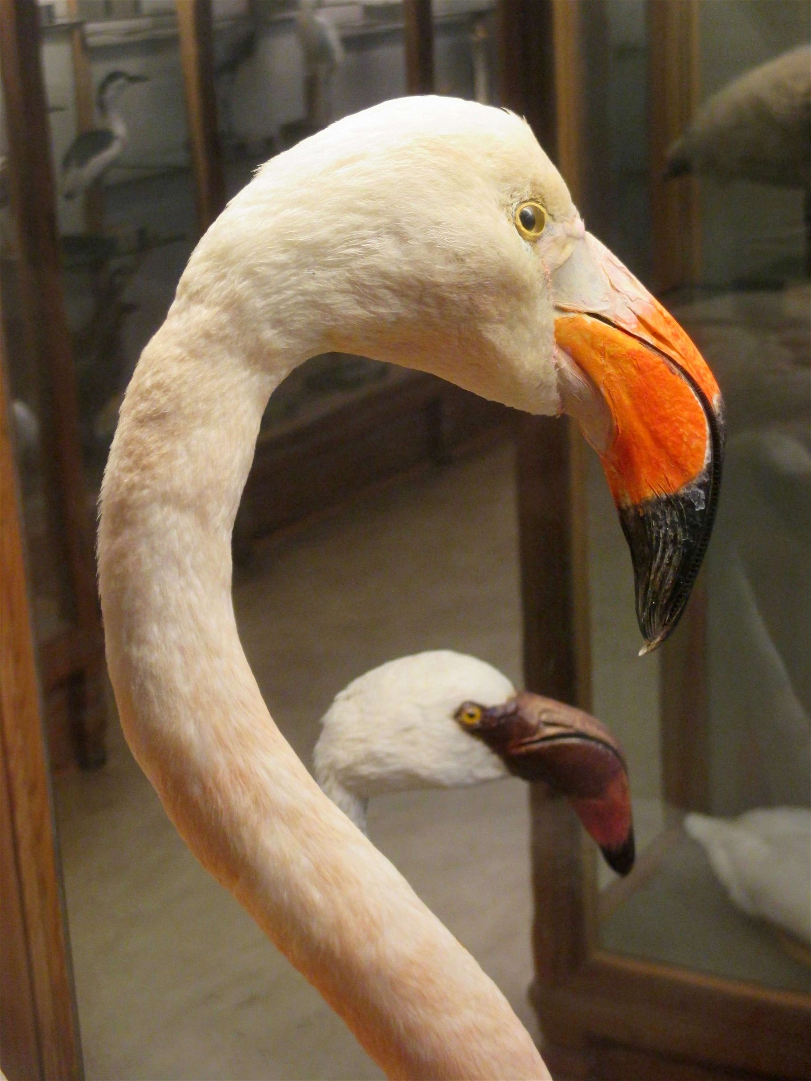 Göteborg Natural History Museum