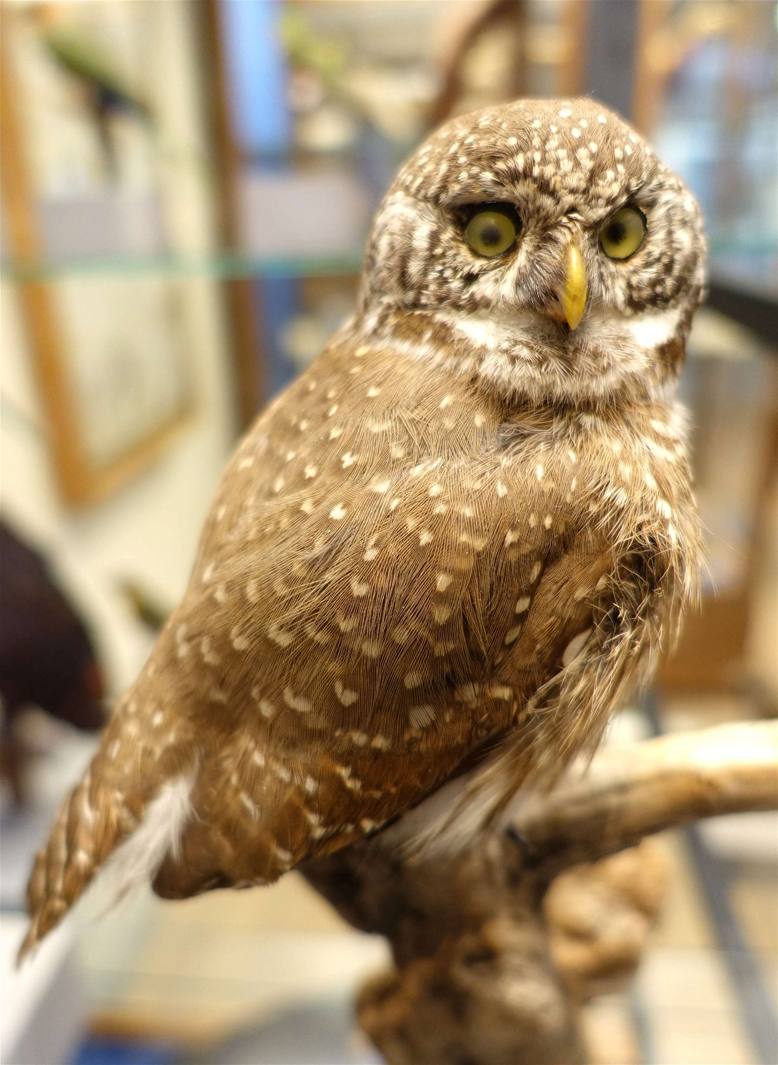 Swedish Museum of Natural History