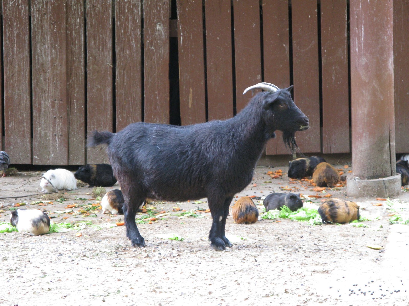 Ménagerie du Jardin des Plantes