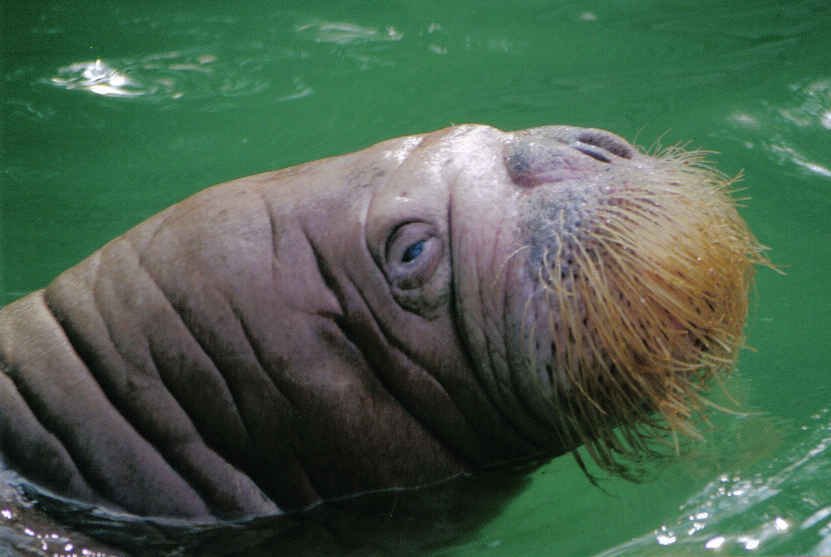 Erlebnis Zoo Hannover