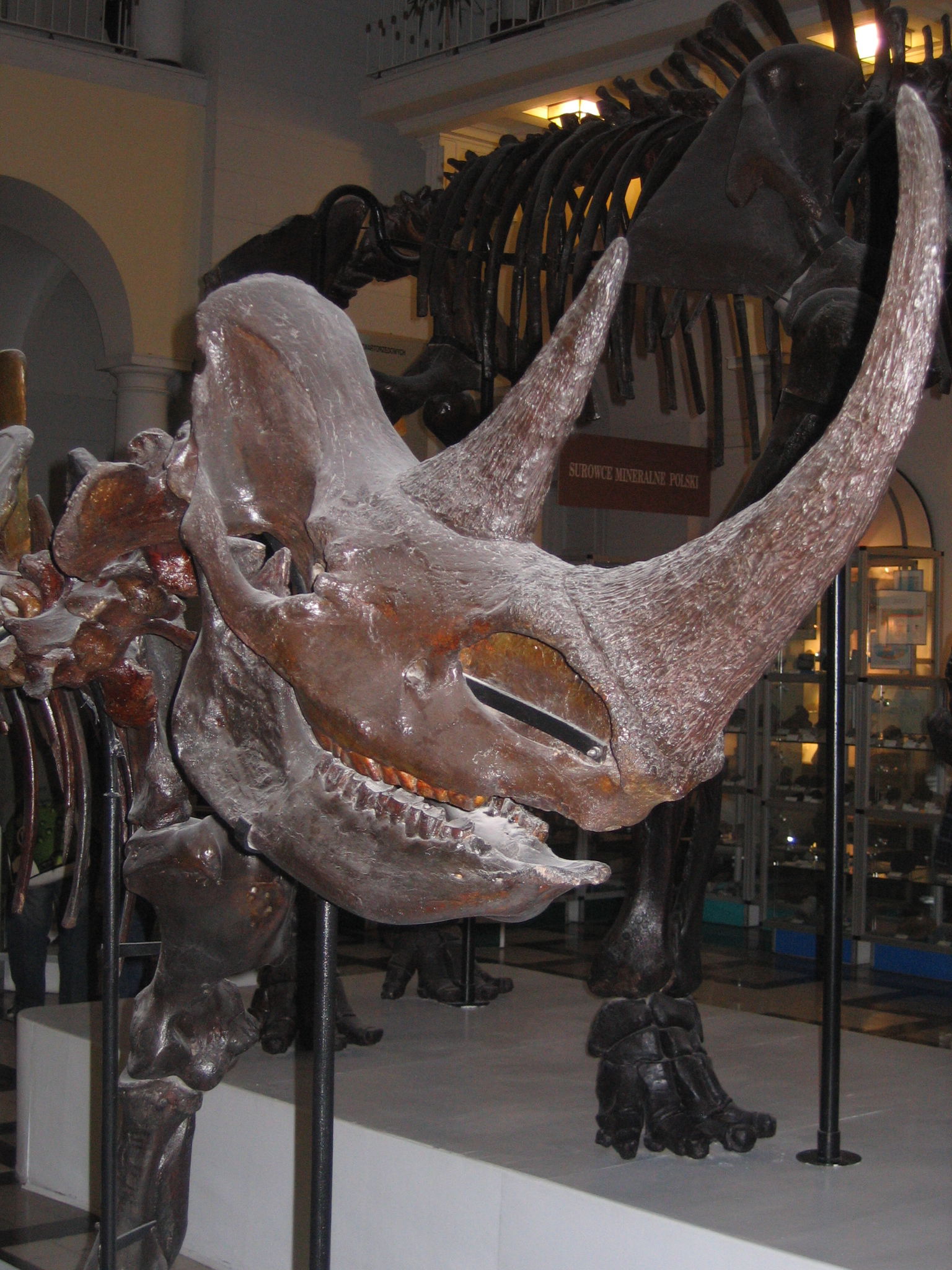 Geological Museum of the Polish Geological Institute