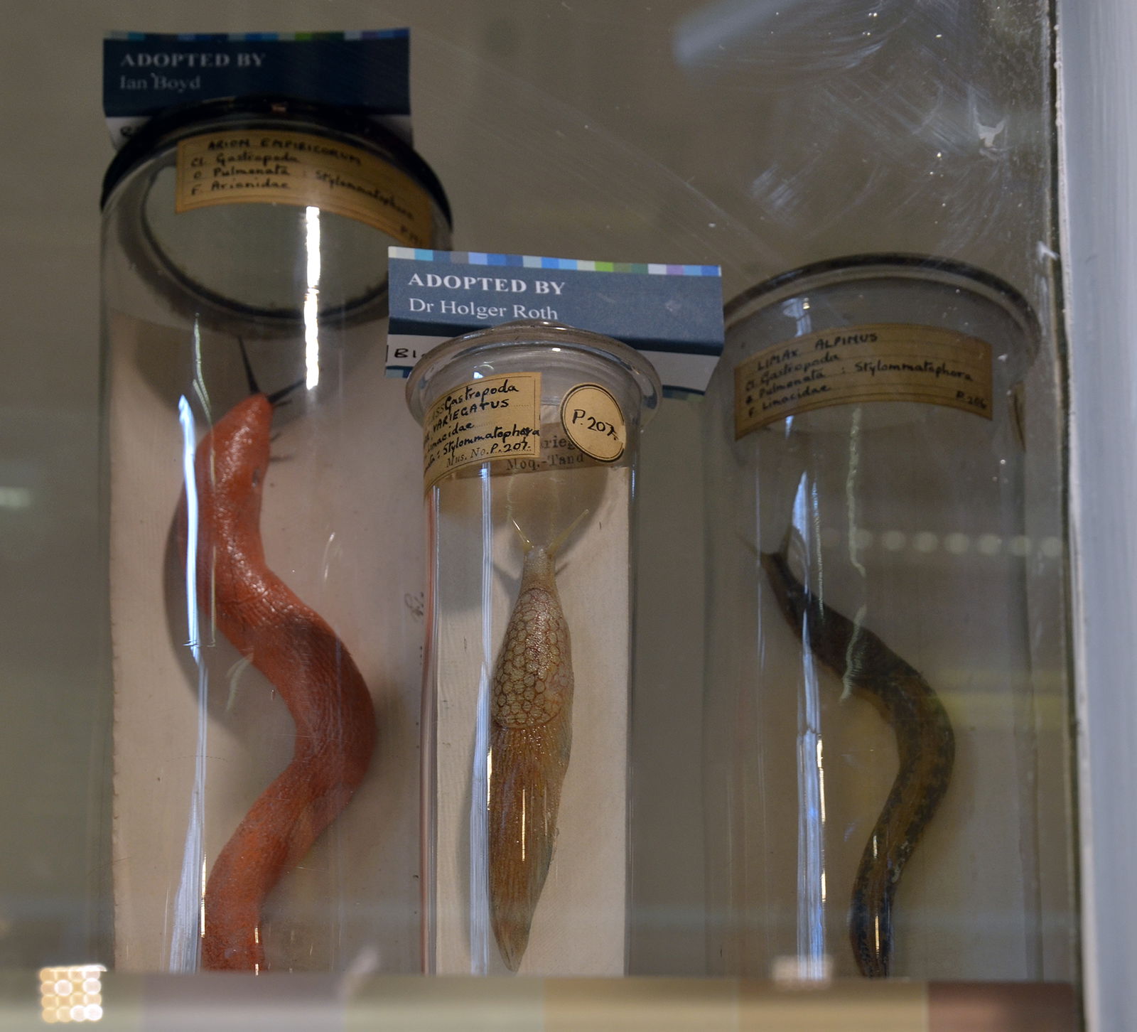 Grant Museum of Zoology