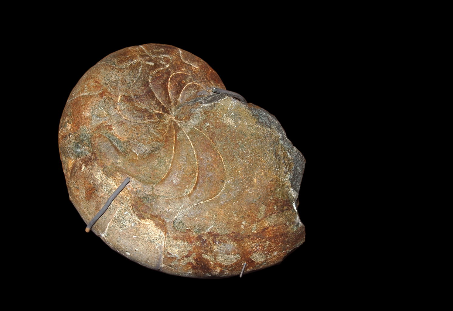 Naturhistorisches Museum