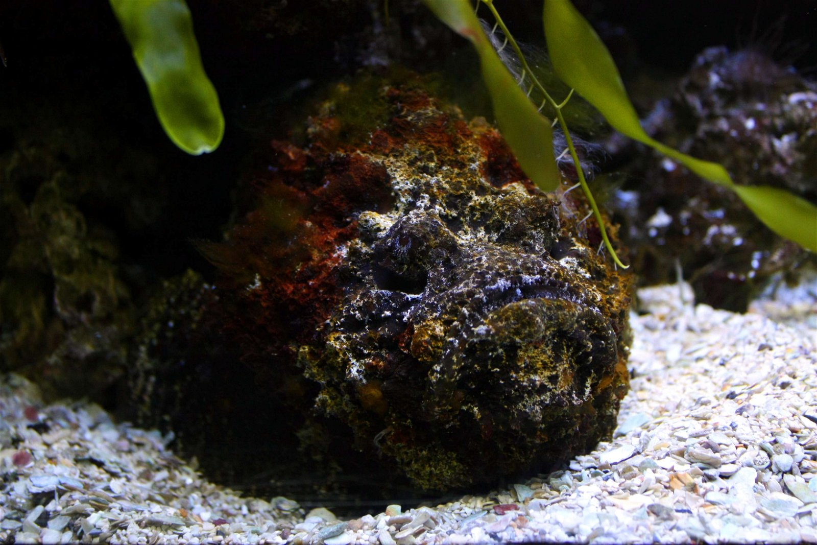 Aquarium-Museum van Luik