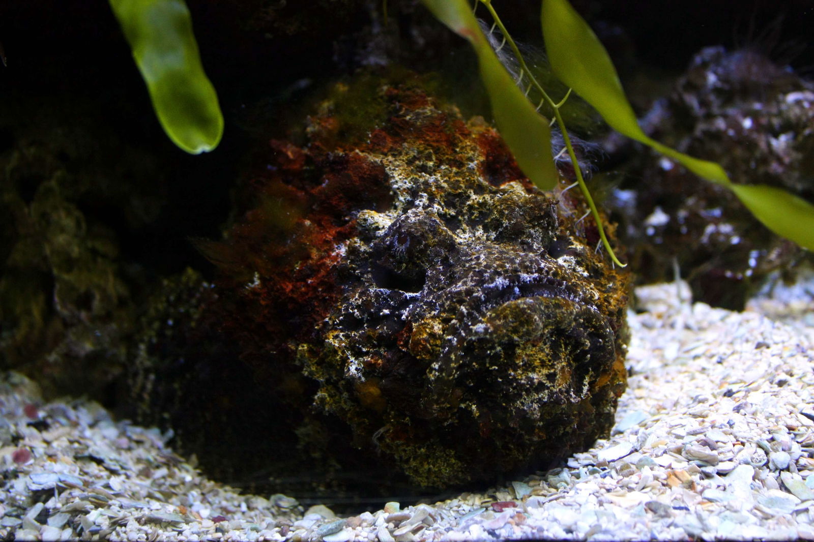 Liege Aquarium-Museum