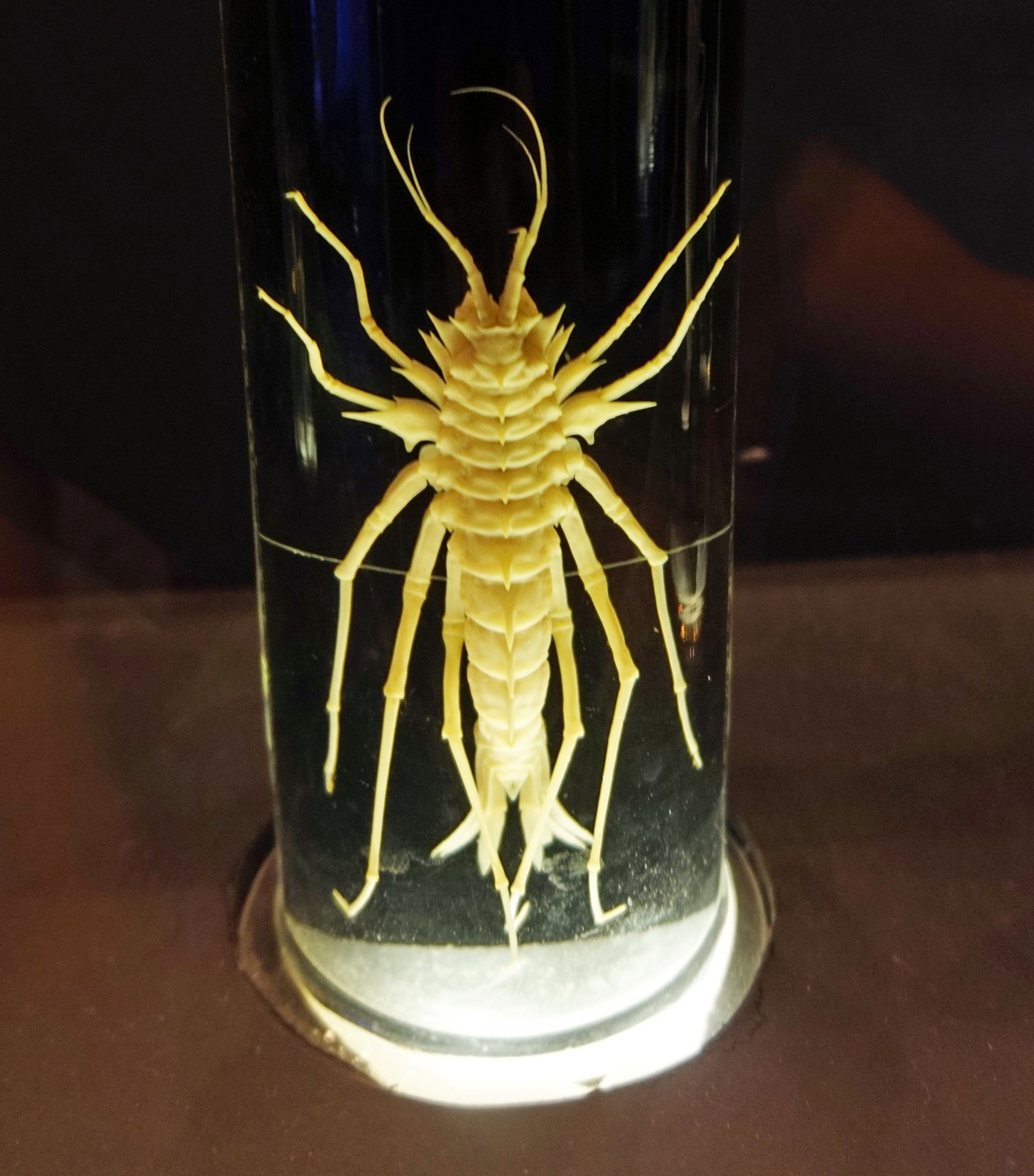 Grigore Antipa National Museum of Natural History