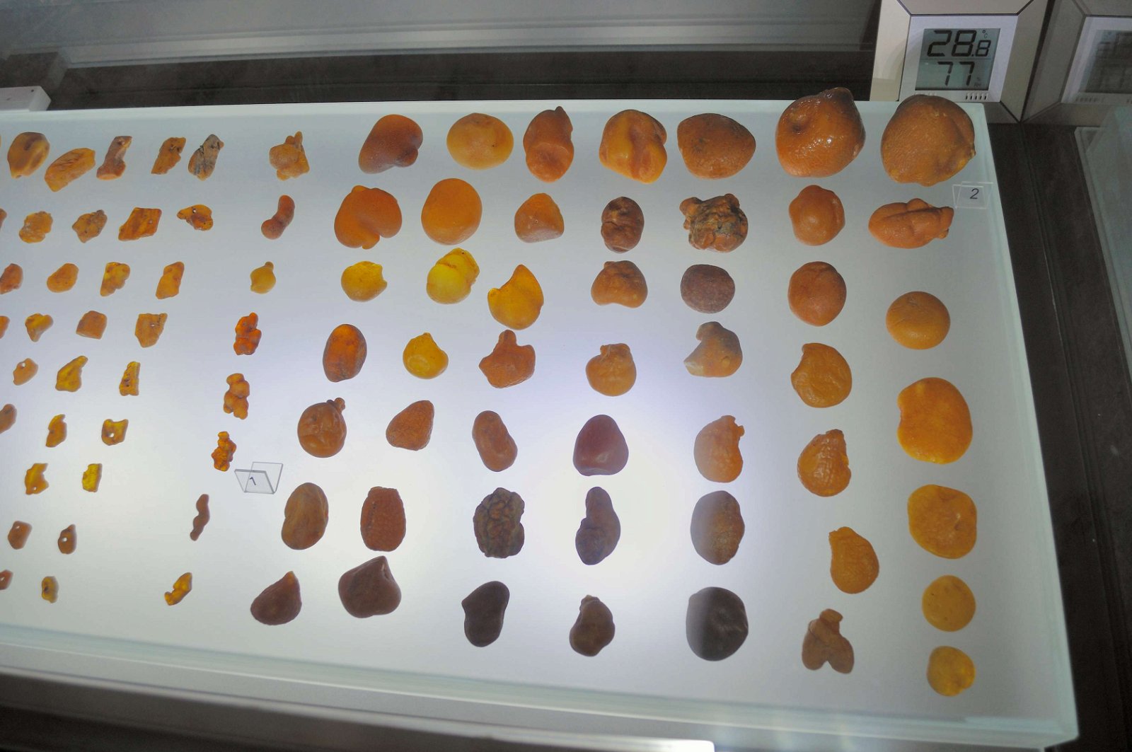 Amber Museum