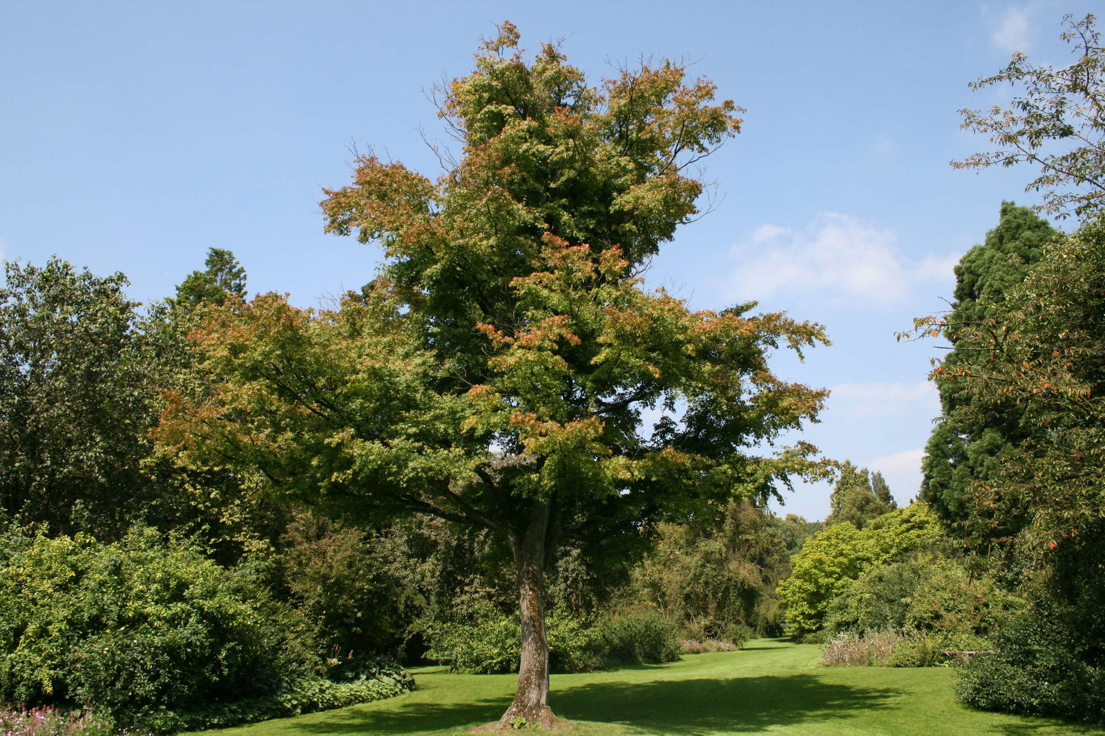 Arboretum de Kalmthout