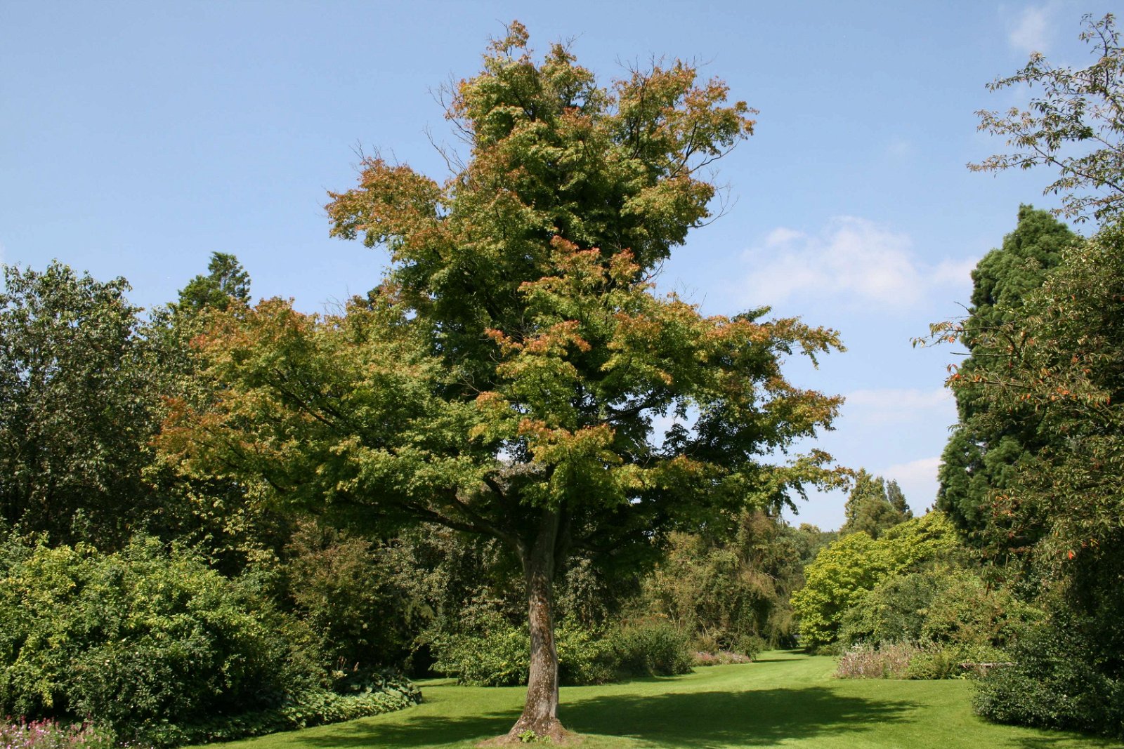 Arboretum Kalmthout