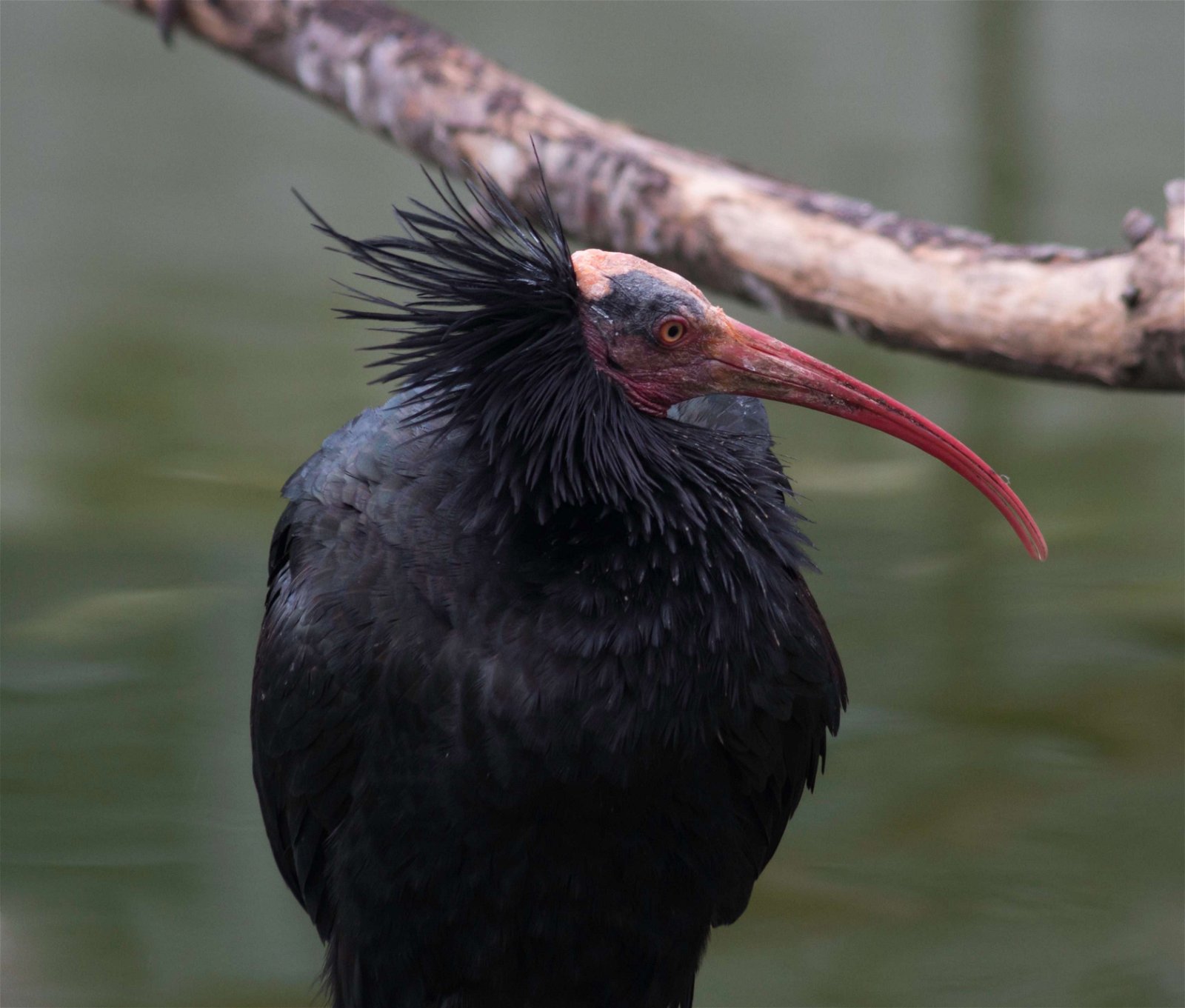Parc zoologique de Paris