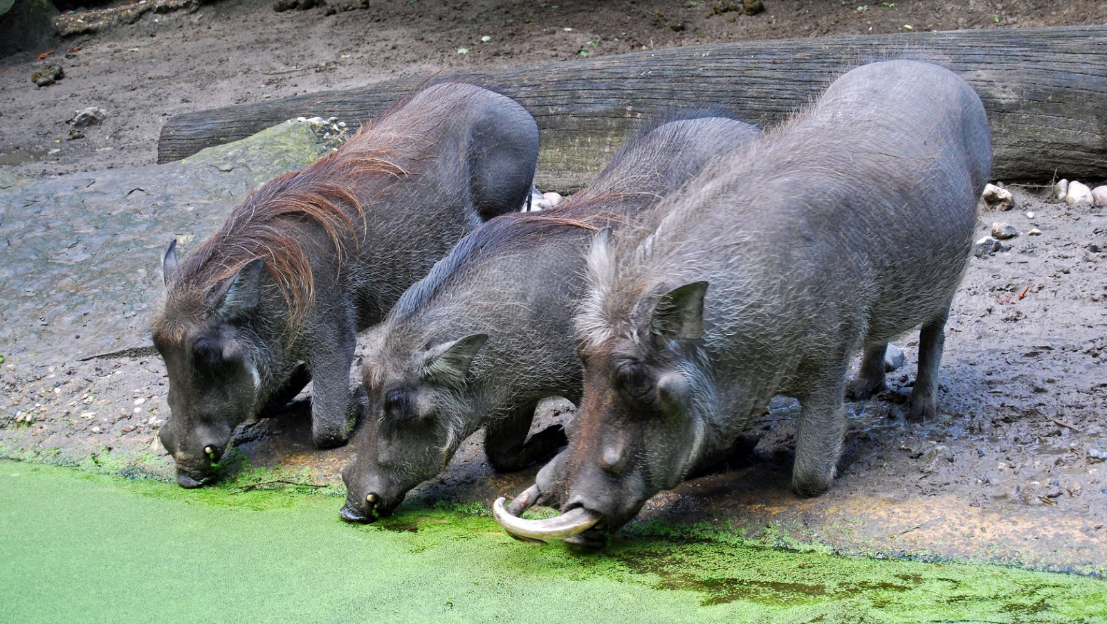 Berlin Zoological Garden