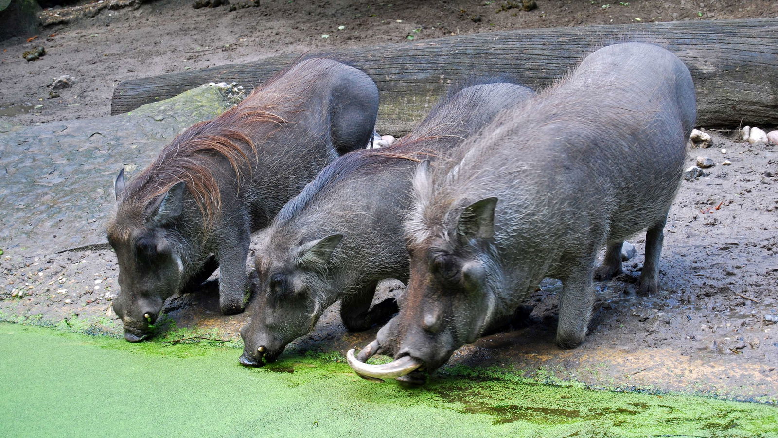 Zoologischer Garten Berlin