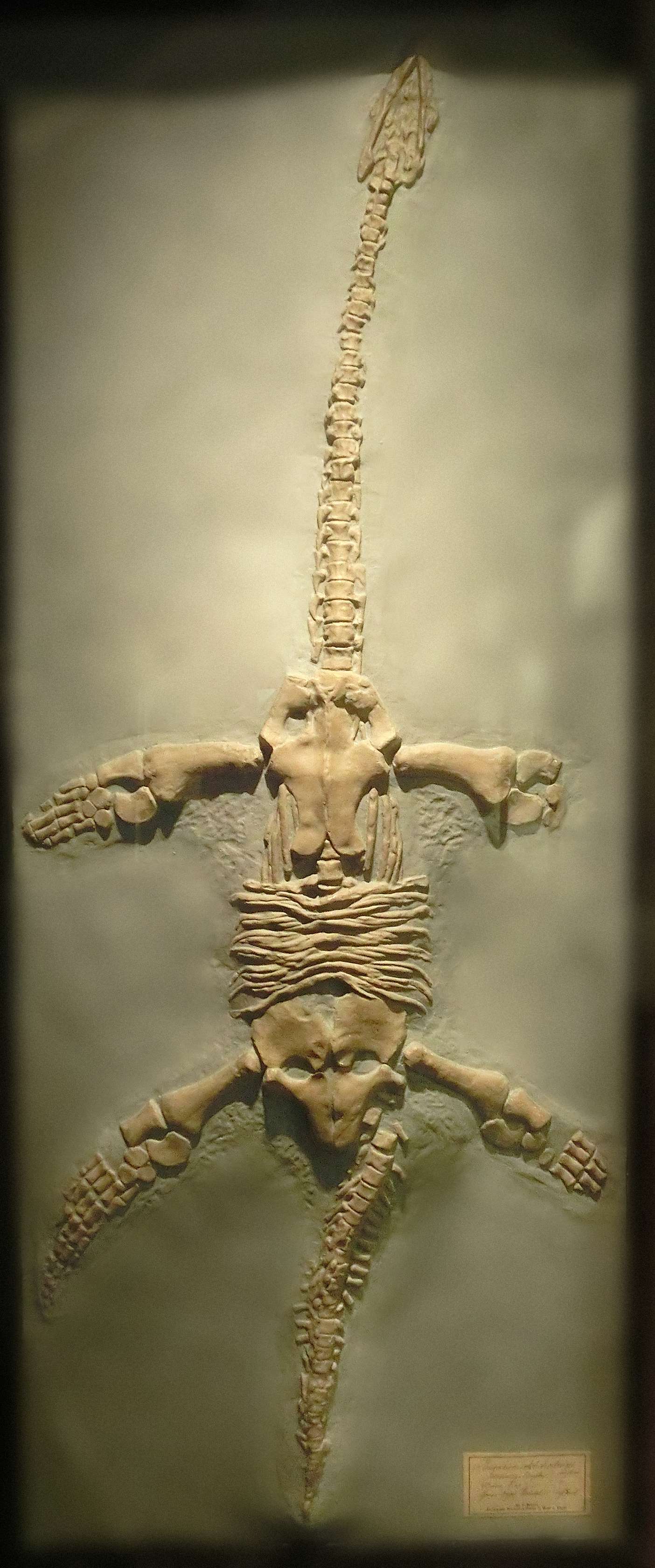 Göteborg Natural History Museum