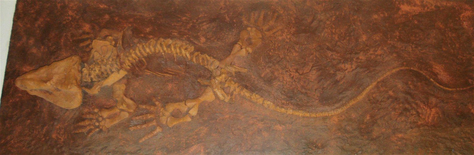 Museum of Natural History