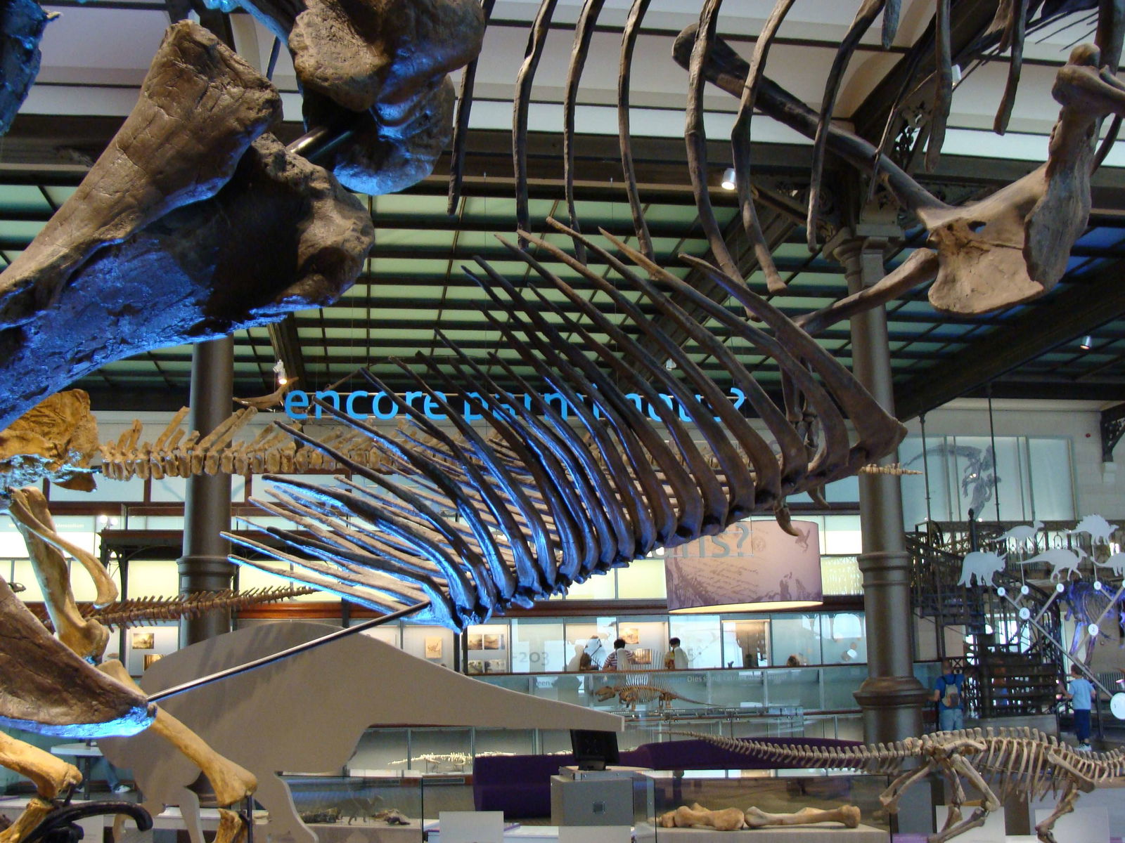 Natural Science Museum of Belgium