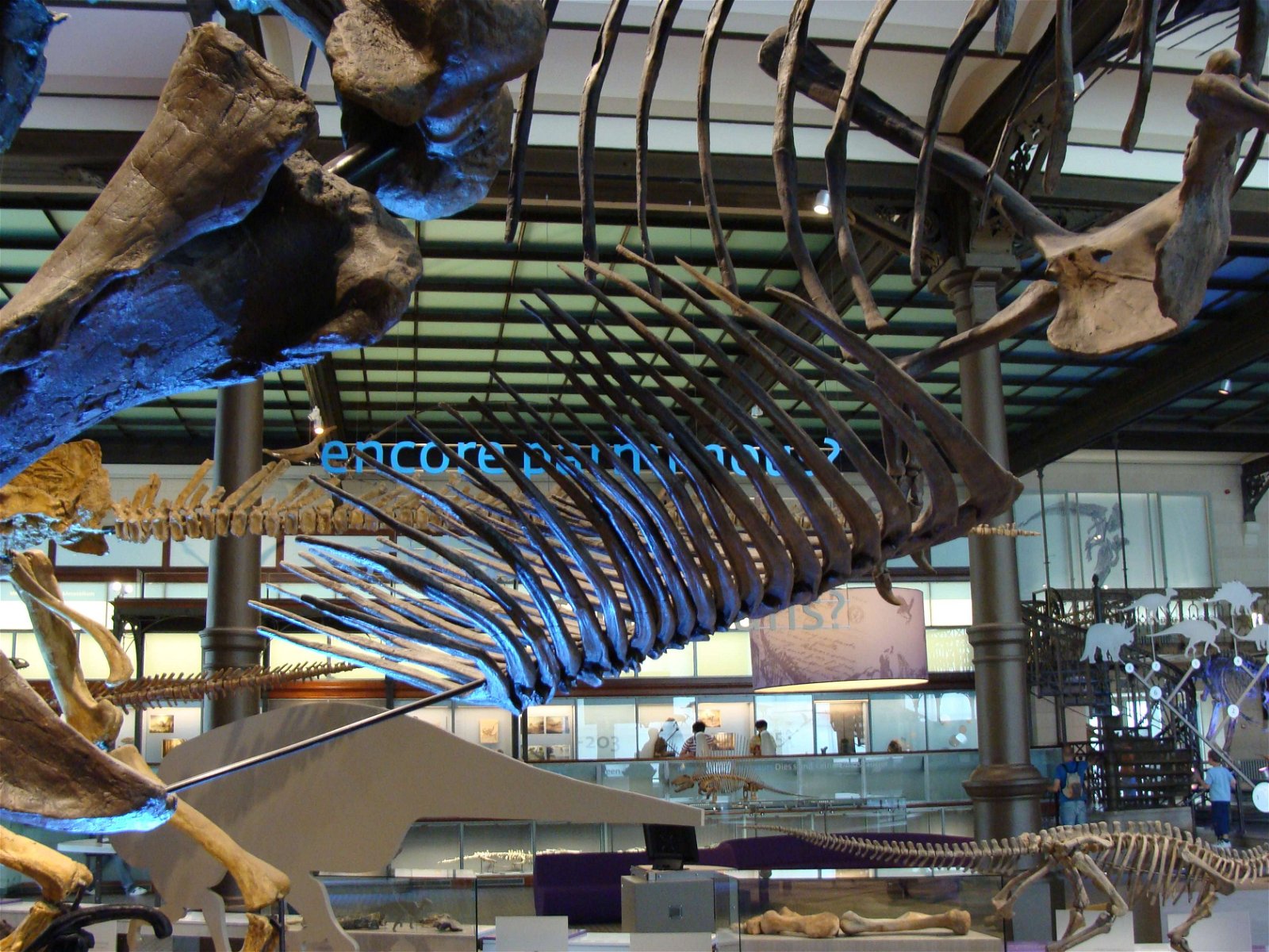 Natural Science Museum of Belgium