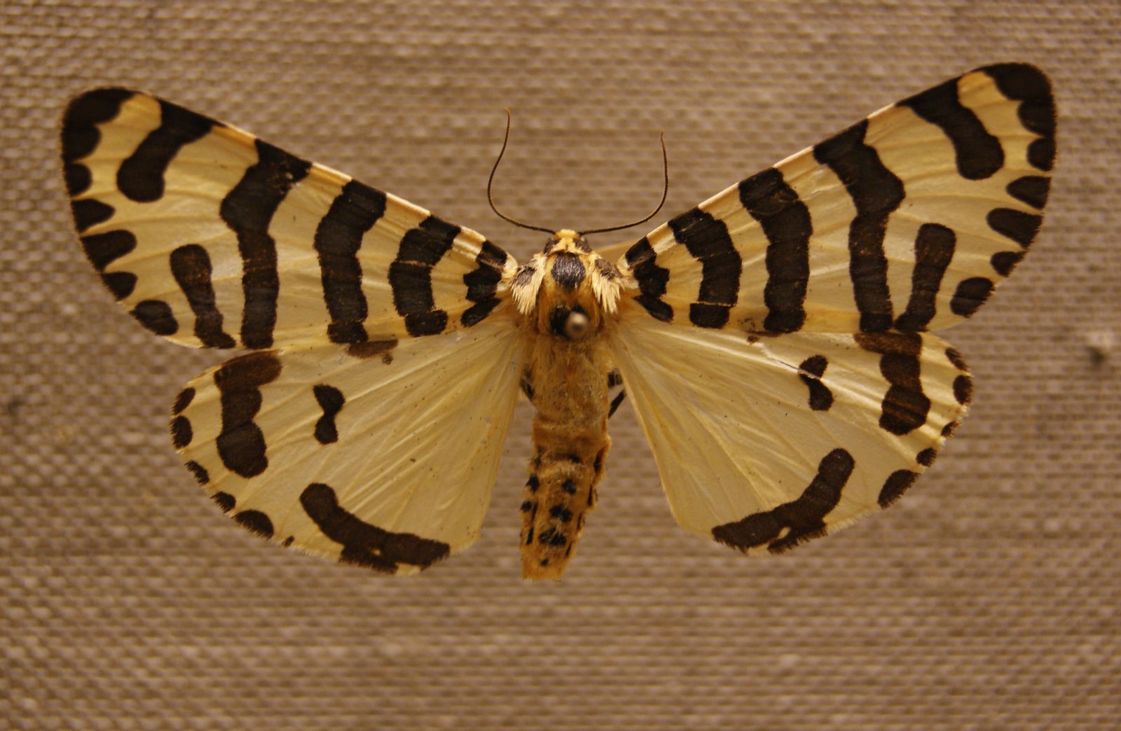 Göteborg Natural History Museum