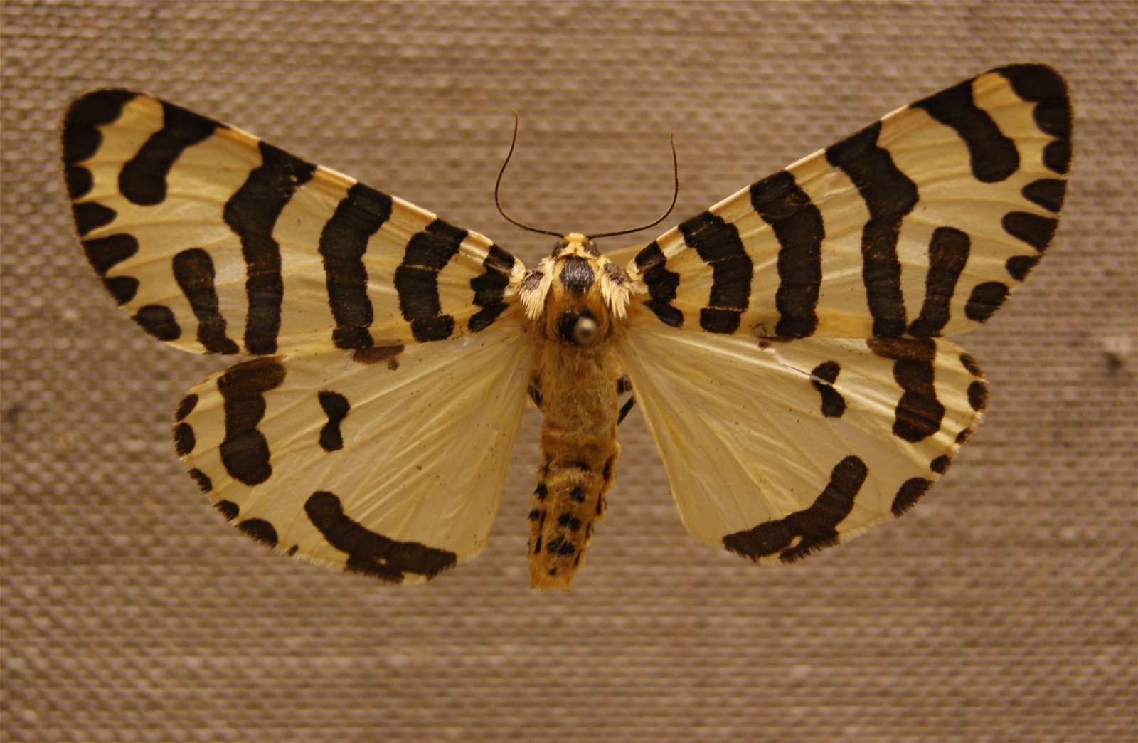 Göteborg Natural History Museum