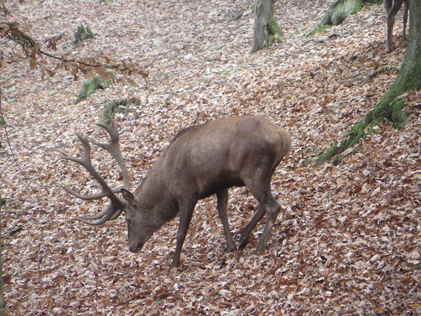 Parc animalier de Bouillon