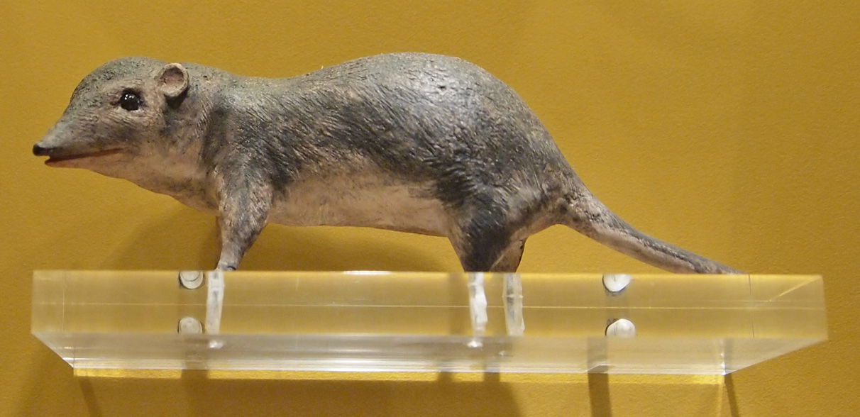 Museum Mensch und Natur