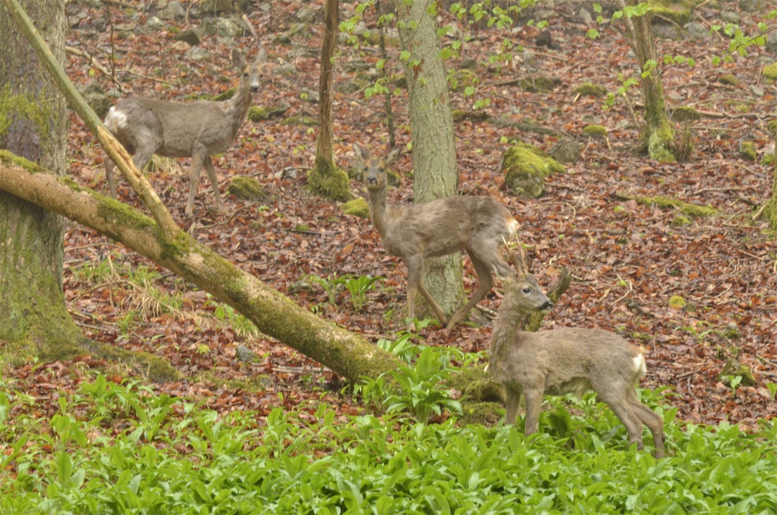 Wildpark - Domein van de Grotten van Han