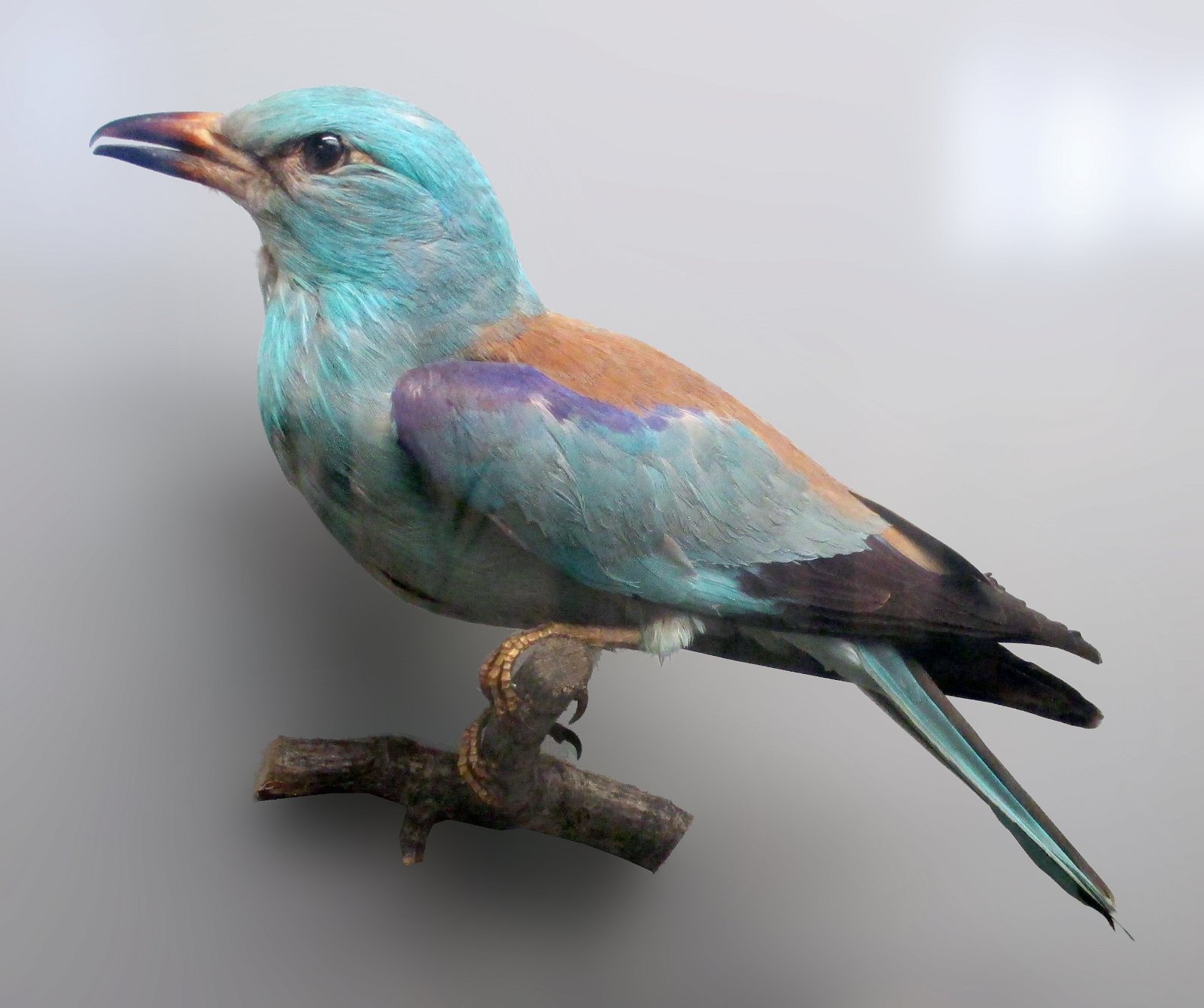 Göteborg Natural History Museum